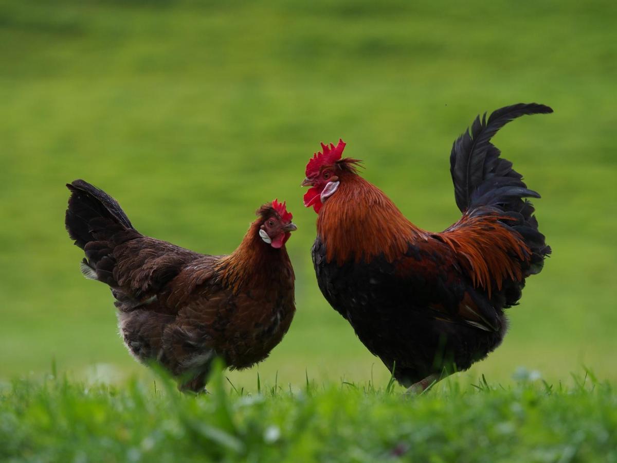 Tourist Farm Senkova Domacija Villa Zgornje Jezersko Ngoại thất bức ảnh